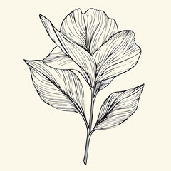 Leaves branch abstract line art drawing for logos, Simple Elegant line drawing of leaves outline drawing of a leaves branch on a white background, vector