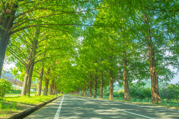 日本の滋賀県にある新緑のメタセコイア並木