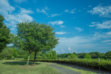 Obraz premium 日本の滋賀県にある新緑の木と青空