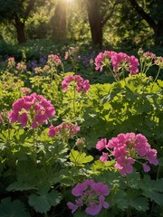 Obraz premium Lush garden filled with vibrant pink geranium flowers in full bloom, surrounded by green foliage and other colorful flowers in background