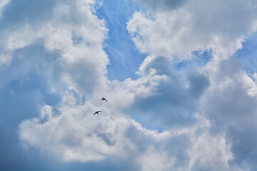 Silhouettes of two black birds on the background of large cumulus clouds