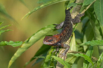 Garden Lizard in green natural habitat. The garden lizard is a small, agile reptile with a long tail, commonly found in gardens and forests, feeding on insects.