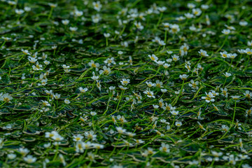 日本の滋賀県米原市にある地蔵川の梅花藻