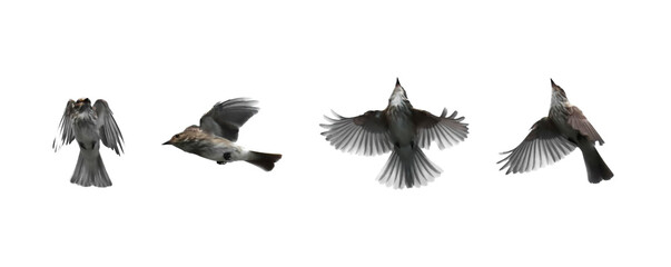 Spotted flycatcher in flight isolated on white, Muscicapa striata