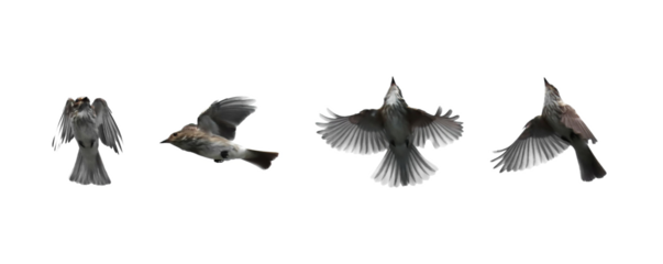 Spotted flycatcher in flight isolated on white, Muscicapa striata