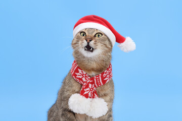 Beautiful Cat wearing red Santa Claus hat on blue background. Surprised Cat opened its mouth. Christmas cat card. Santa's helper. Happy New Year. Celebration. Holiday concept. New Year greeting card.