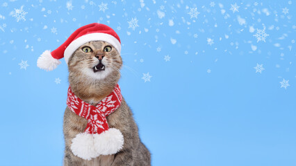 Beautiful Cat wearing red Santa Claus hat on blue background. Surprised Cat opened its mouth. Christmas cat card. Santa's helper. Happy New Year. Celebration. Holiday concept. Snowflakes. Snow. 2025