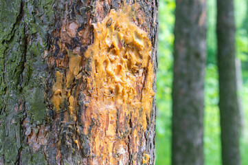 A wound on a tree covered with resin