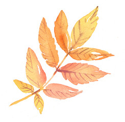 Autumn creative maple leaf, painted in watercolor. Bright maple leaf in autumn, isolated illustration. Hand-drawn leaves, autumn leaves