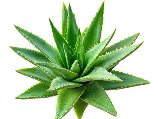 A vibrant aloe vera plant thrives in a simple black pot against a clean white background