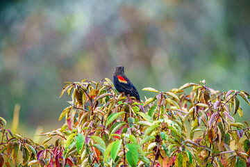 Red Winged Blackbird in the Bird Sanctuary
