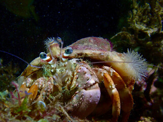 Hermit crab at night underwater. Hermit crab in shell on seabed on black background underwater.