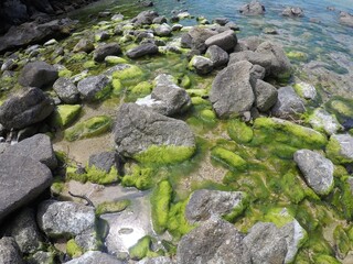 Seaweed covered rocks 