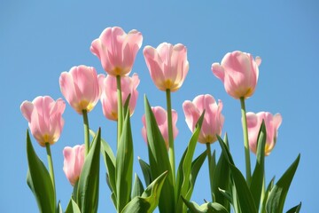 Fototapeta premium Pink Tulips Blooming Against Blue Sky: Vibrant Spring Floral Photography for Nature and Garden Inspiration
