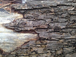 bark on tree 