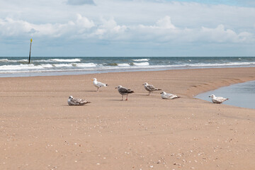 Close shoot of seagulls sitting and standing on the beach. The rough Norht Sea in the background. Nature, wildlife, Scheveningen, The Hague, Netherlands.