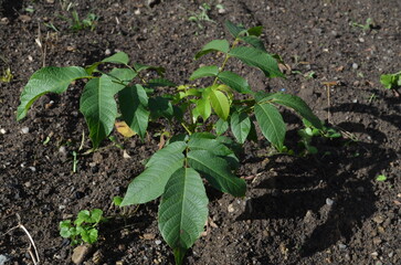 nut tree seedling