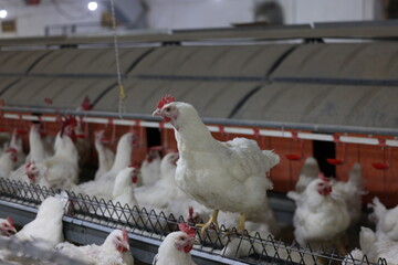 chickens in the farm