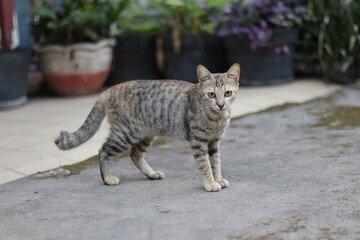 A cat with gray fur is standing staring straight ahead in a yard full of flowers in pots.