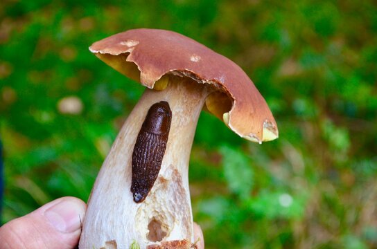 porcini mushroom on which a slug crawls