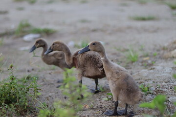 Three ducklings with blackish brown feathers and dark beaks are walking in a line on the grassy ground.