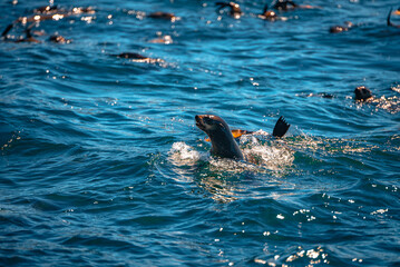Obraz premium Seal in Cape Town