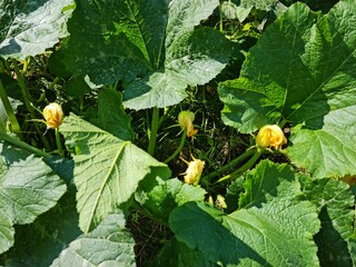 pumpkin in the garden. garden with flowers and plants