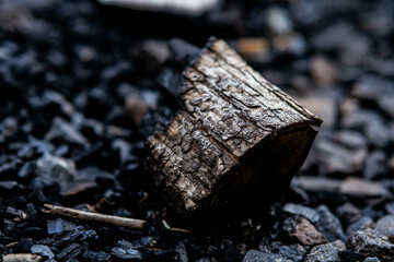 firewood in the forest