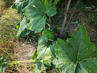 pumpkin in the garden. garden with flowers and plants