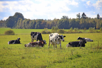 Cows walk and lie on a green field.