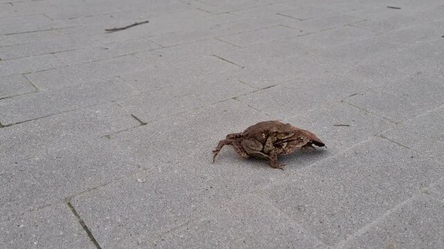 Frogs mating, searching for water, amplexus behavior, external fertilization