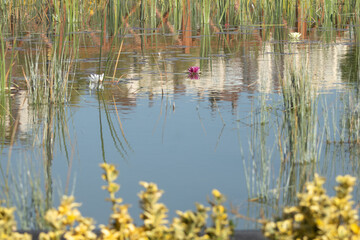 lotus flower, water, lake, reflection, nature, river, pond, abstract, trees, tree, forest, blue, surface, autumn, fall, green, wave, ripple, sky, color, landscape, pattern, texture, stream