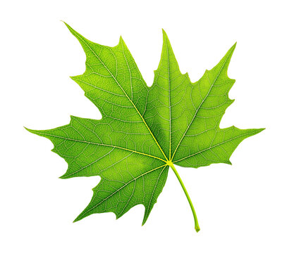 Bright green maple leaf with detailed veins image isolated transparent. Botanical foliage cut out photo png. Nature, environmental, seasonal cutout element object photography