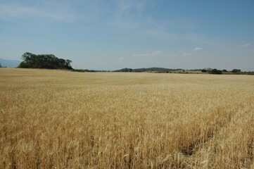 Wheat crops in northern Argentina