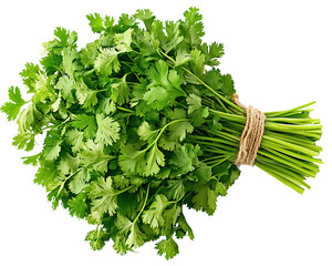 Fresh bunch of vibrant coriander herbs perfectly arranged on a clean white background