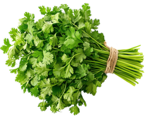 Fresh bunch of vibrant coriander herbs perfectly arranged on a clean white background