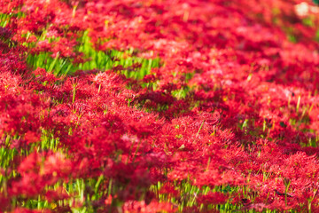 群生する彼岸花