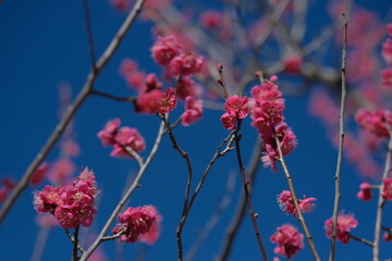 plum tree