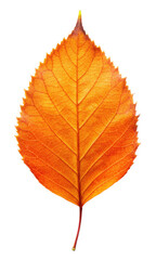 Fototapeta premium Autumn orange leaf isolated on the transparent background PNG