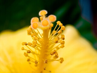 Close up of Yellow cinchona flowers in the forest with Blurred background 