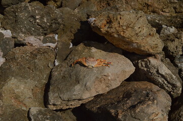 Redfish striped crab sitting on sea rocks - Red Sea inhabitant