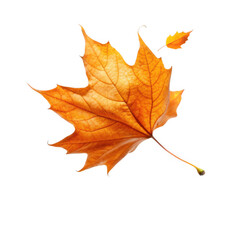 Fototapeta premium Autumn maple leaf falling on the transparent background PNG