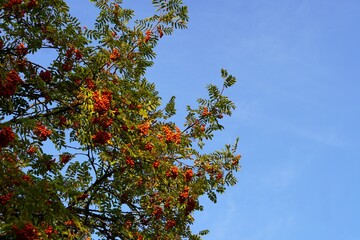 Autumn postcard with red rowan berries on tree branches against blue sky background