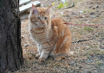 Red-colored Maykun kitten on a walk in the nature park near a pine tree in autumn