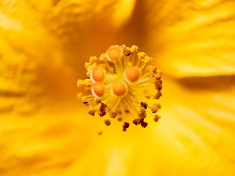 Close up of Yellow cinchona flowers in the forest with Blurred background 