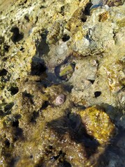 Coral reef at low tide close-up on the shores of the Red Sea, shells and marine animals hiding in holes - marine life in Hurghada close-up 