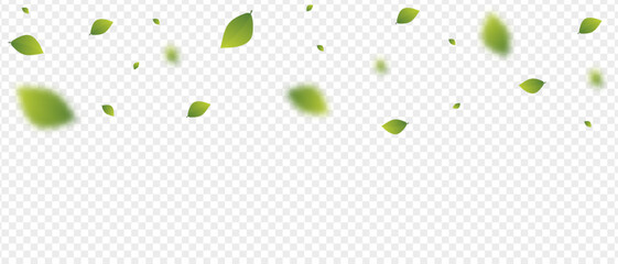 The leaves are fresh, green flying from the top. On a transparent background
