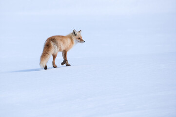 Fototapeta premium red fox in the snow