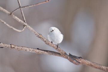 Long-tailedTit