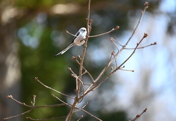 Long-tailedTit on tree